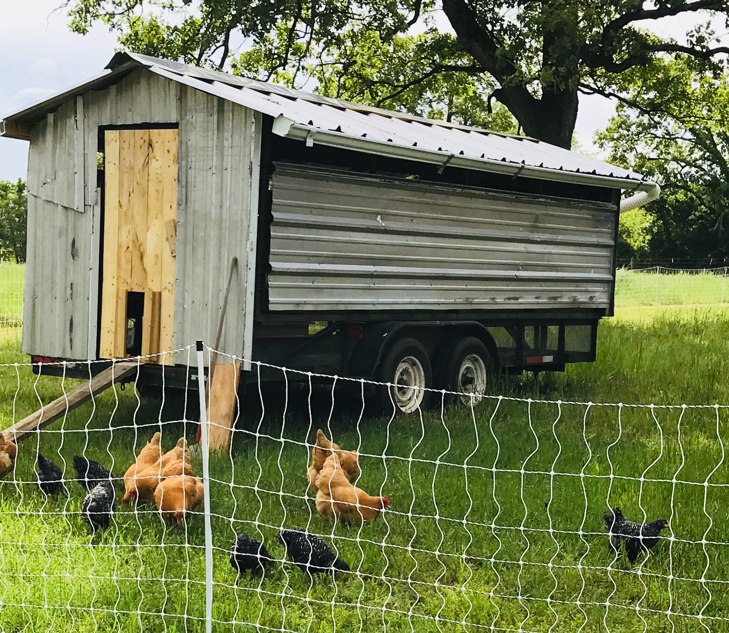 Egg mobile, pastured eggs, free range chicken, pasture raised chicken, pasture raised pork, pasture raised turkey, pasture raised eggs, Dez Brown, Daniel Brown, FARMER DEZ